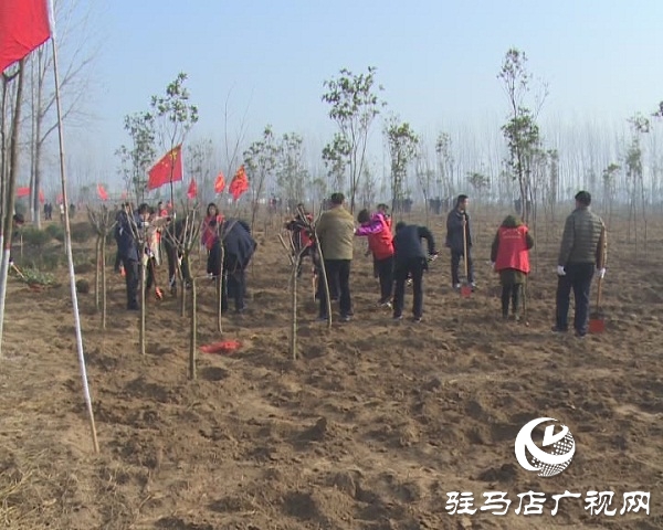 西平縣冬季植樹造林再掀新熱潮