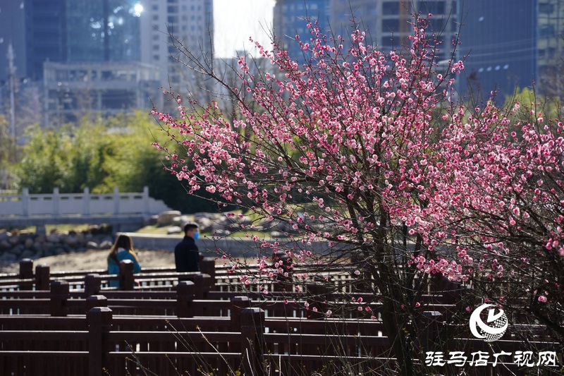 看她的滿城花開  攝影 文字：王向陽  歡迎轉(zhuǎn)載，請注明作者出處