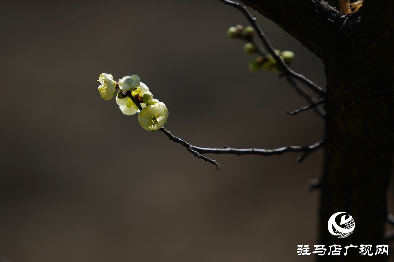 花的盛開，等待了一冬