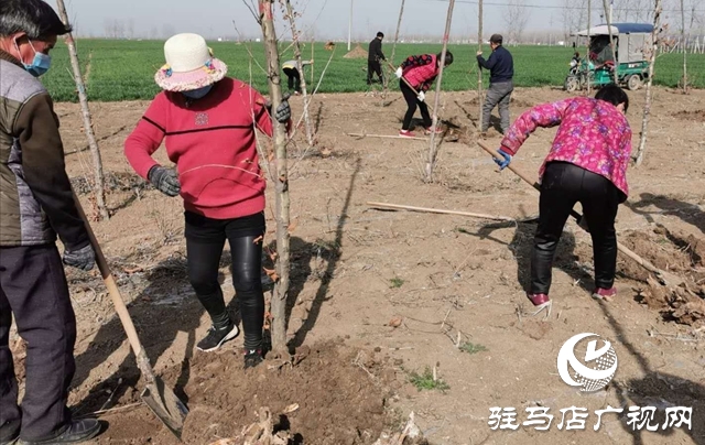 上蔡縣朱里鎮(zhèn)：國土綠化提升如火如荼