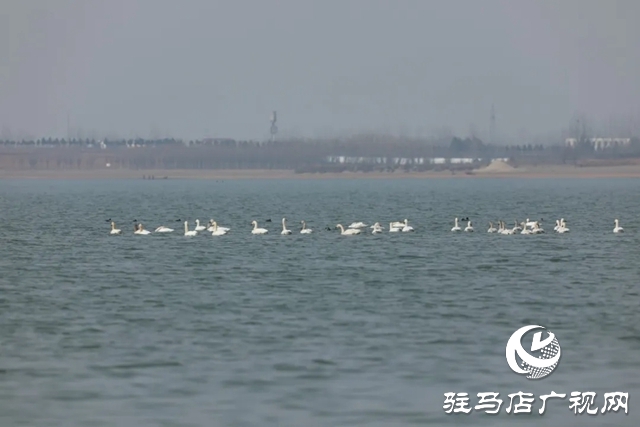 泌陽(yáng)縣銅山湖濕地公園飛來(lái)一群白天鵝