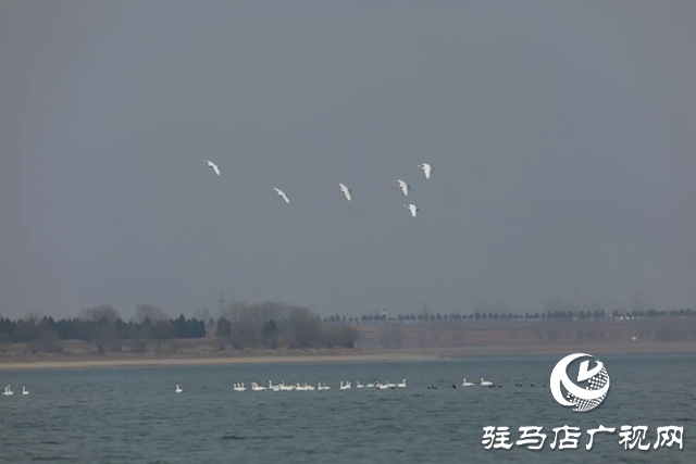 泌陽(yáng)縣銅山湖濕地公園飛來(lái)一群白天鵝