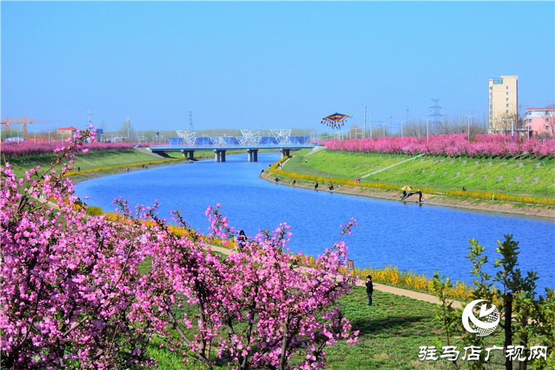 兩岸綠樹成萌，堤岸海棠飄香