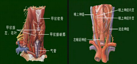 6歲女孩被查出甲狀腺癌 孩子身上有腫塊家長(zhǎng)莫大意