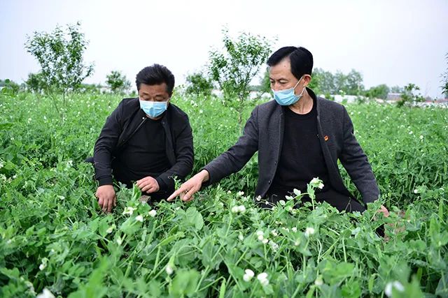 駐馬店這個社區(qū)：豌豆花開分外香 林下經(jīng)濟富一方