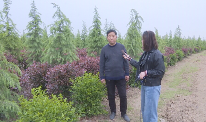 幫幫他吧！上蔡縣70畝紅葉石楠滯銷，種植戶發(fā)愁……