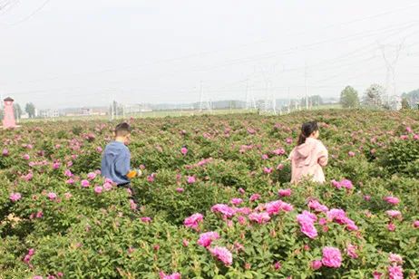 駐馬店有個籽粒村，玫瑰花開幸福來……