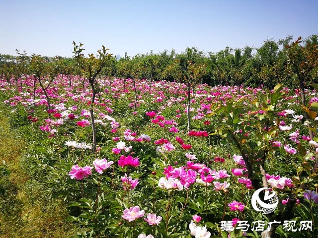 駐馬店：百畝芍藥 花開如海