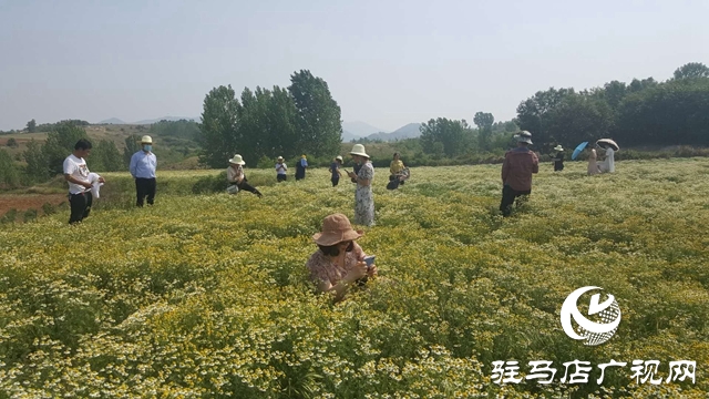 泌陽縣王店鎮(zhèn)：美麗“香”村聞名四方成為旅游網(wǎng)紅打卡地