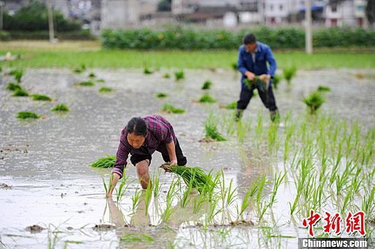 小滿節(jié)氣到！民間祭車神、吃野菜