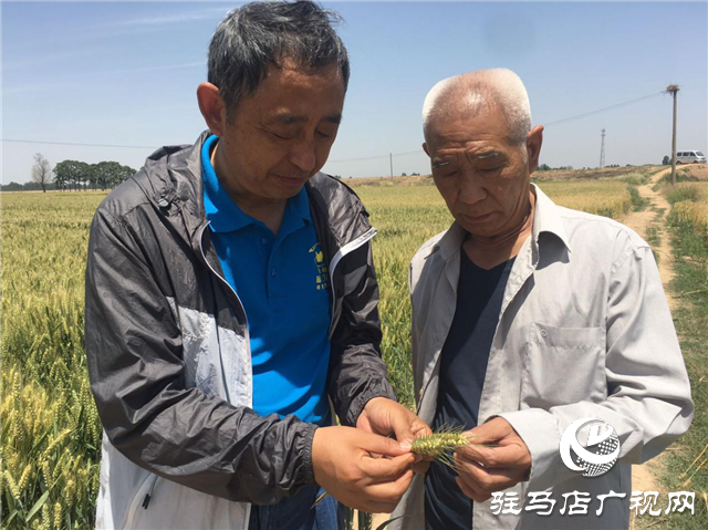 河南駐研種業(yè)開展育種基地田間檢驗(yàn)