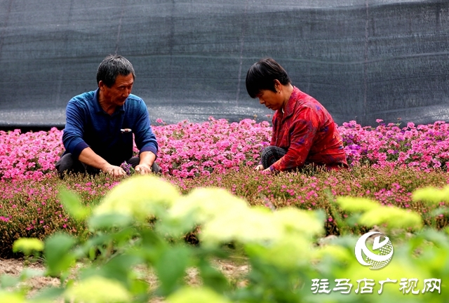 河南駐馬店：小鎮(zhèn)文明建設(shè)催開幸?；▋? width=