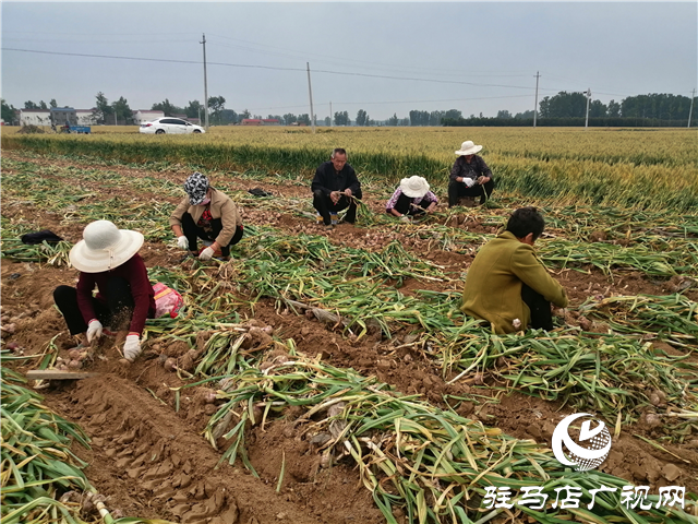 “北沃小肥料”成就“全國大農(nóng)業(yè)” ——骨粉高鈣肥系列專題報道