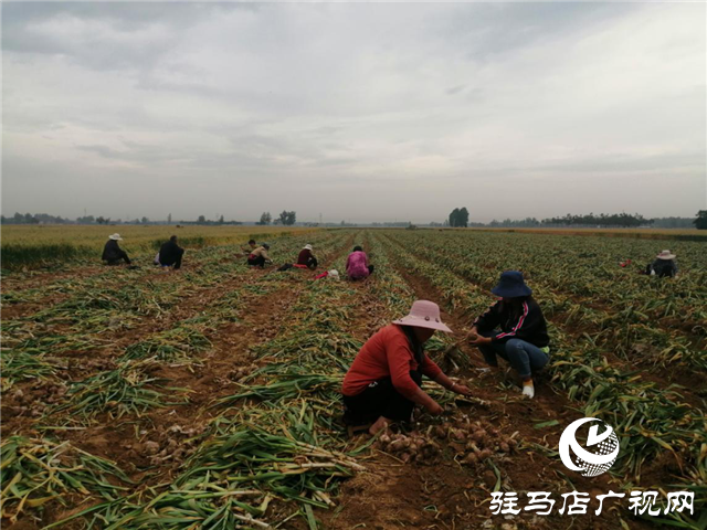 “北沃小肥料”成就“全國大農(nóng)業(yè)” ——骨粉高鈣肥系列專題報道