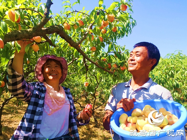 河南駐馬店驛城區(qū)：蟠桃扶貧產(chǎn)業(yè)果農(nóng)攀上致富路