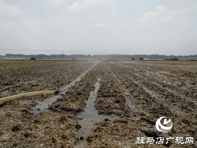 汝南縣邢莊村:筑壩截水、疏通溝渠，抗旱搶種保“三夏”