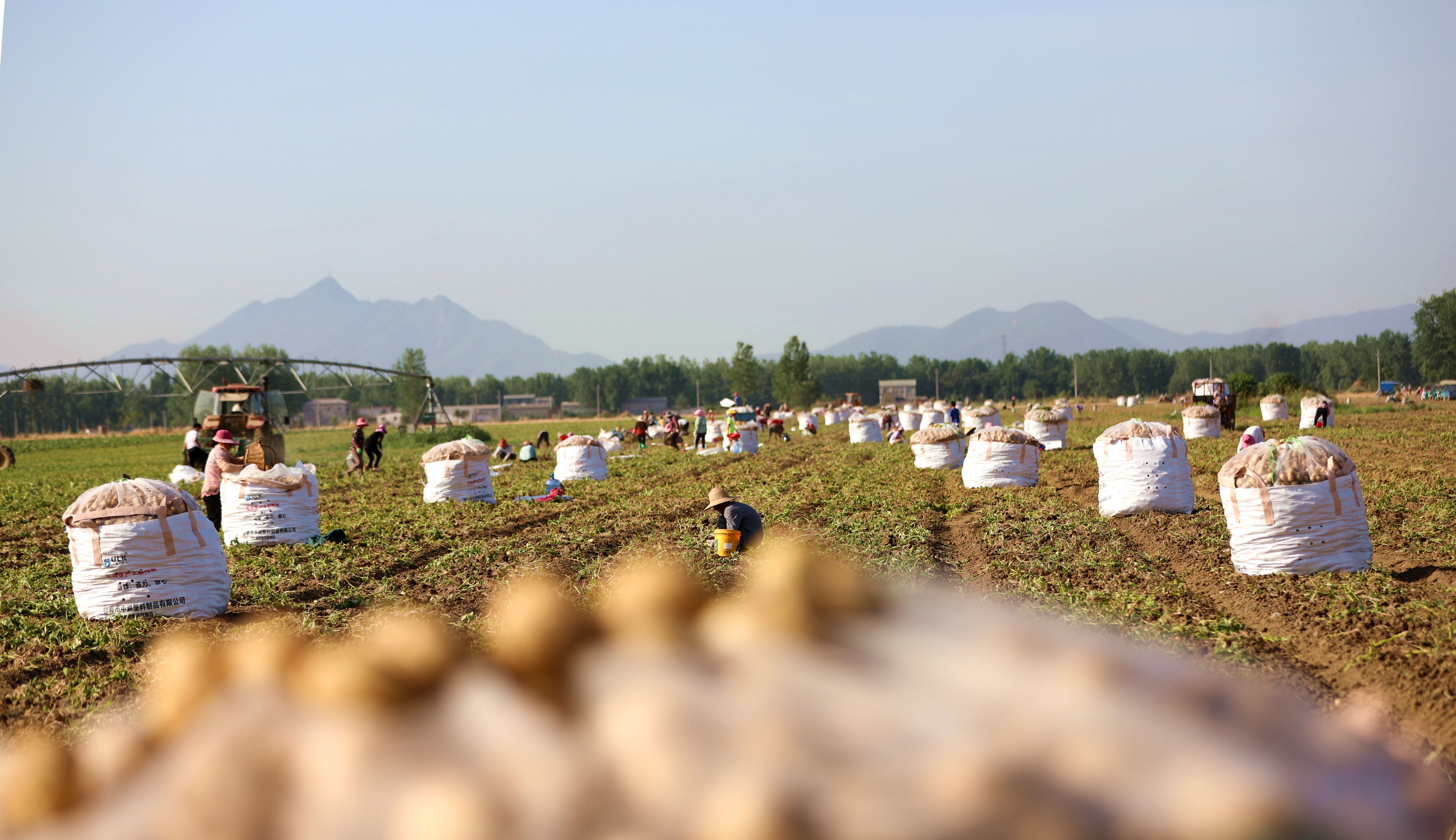 知道嗎?你愛(ài)吃的薯?xiàng)l、薯片里邊，有濃濃的“駐馬店味”