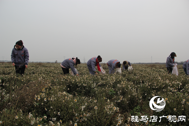 《非遺文化·匠心傳承》——重陽菊花酒釀造技藝