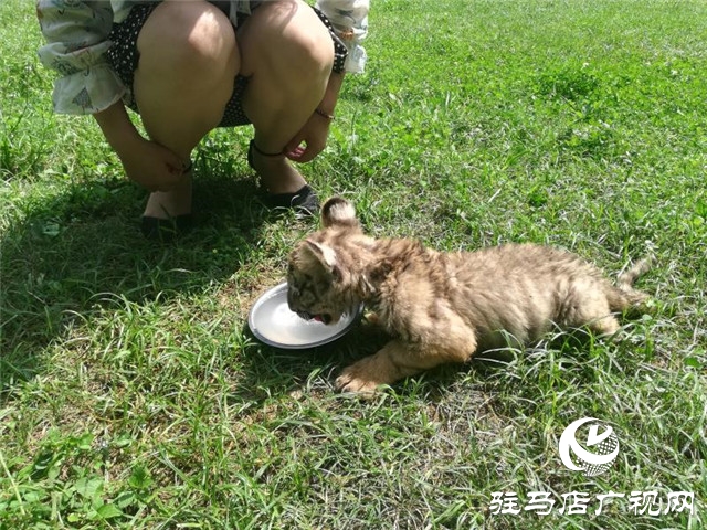 駐馬店南海公園動物園喜添虎仔 獅仔