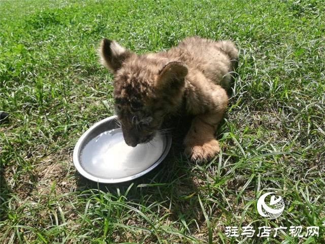 駐馬店南海公園動物園喜添虎仔 獅仔