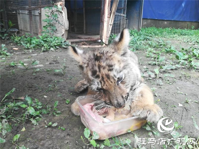 駐馬店南海公園動物園喜添虎仔 獅仔