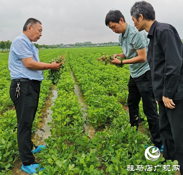 正陽：省市縣三級氣象專家為花生花針期管理“把脈問診”