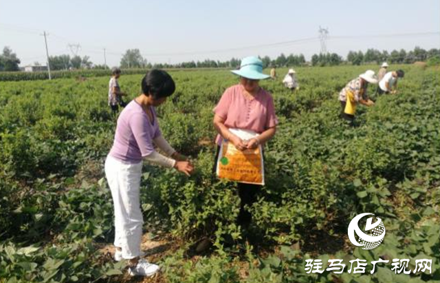 西平縣五溝營(yíng)鎮(zhèn)：金銀花種植助推脫貧攻堅(jiān)