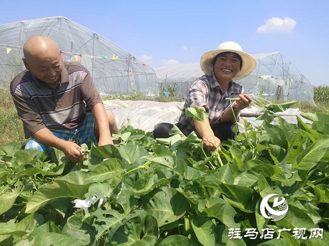 驛城區(qū)朱古洞鄉(xiāng)：瞄準“餐桌”經濟 帶民脫貧奔小康