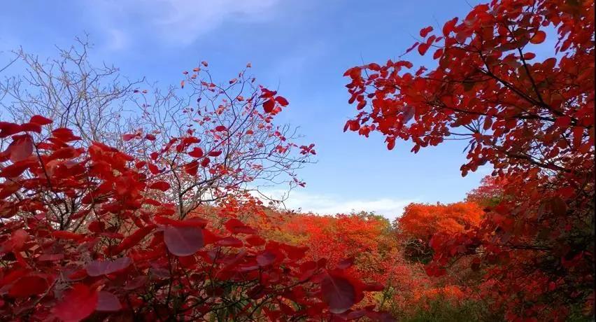 又是一年紅葉季，期待在這里遇見最美的你