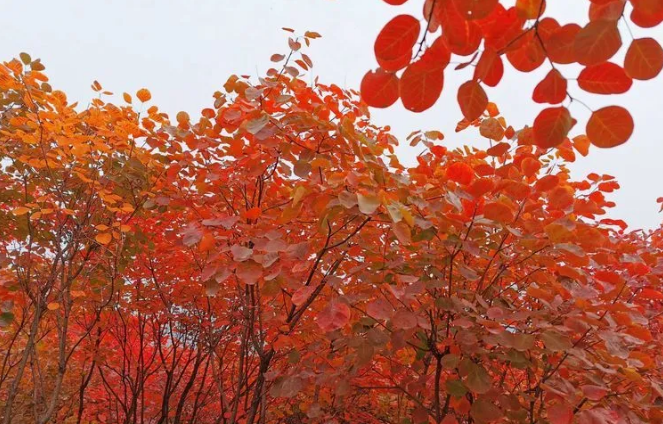 又是一年紅葉季，期待在這里遇見最美的你