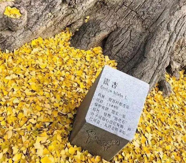 “古剎秋景惹人醉，金色滿園迎賓朋”——嵩山少林寺千年銀杏已到了一年之中最美時節(jié)！