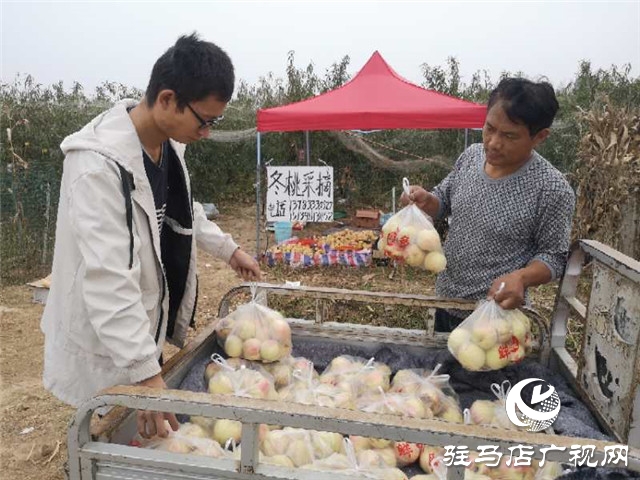 河南駐馬店市驛城區(qū)水屯鎮(zhèn)：人勤地生金 生活更甜蜜