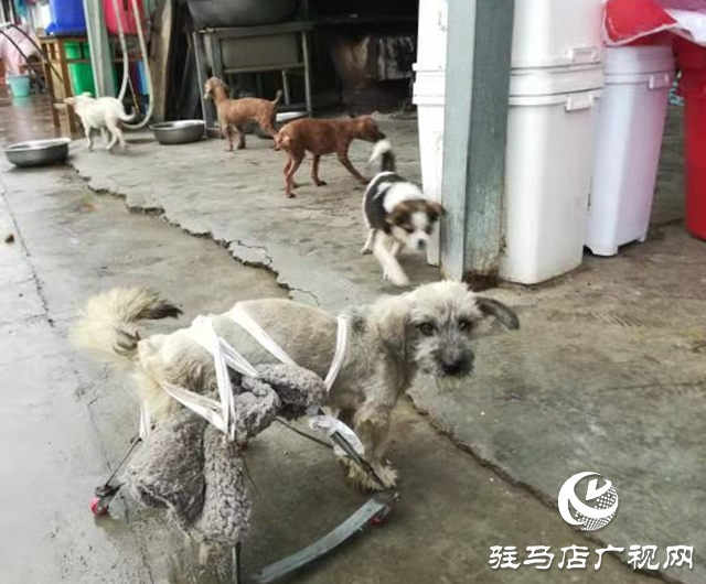 獲獎后，這些乒乓球小將把獎勵捐給寵物救助站