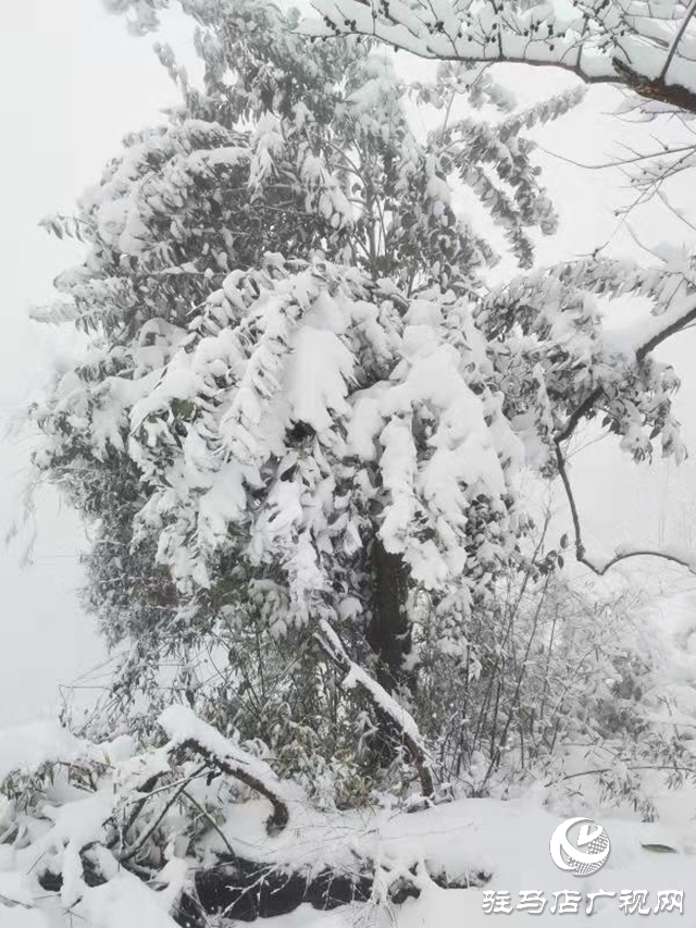 駐馬店2020年第一場(chǎng)雪“到貨” 老樂(lè)山銀裝素裹猶如仙境