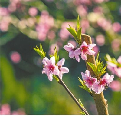 迎春花開