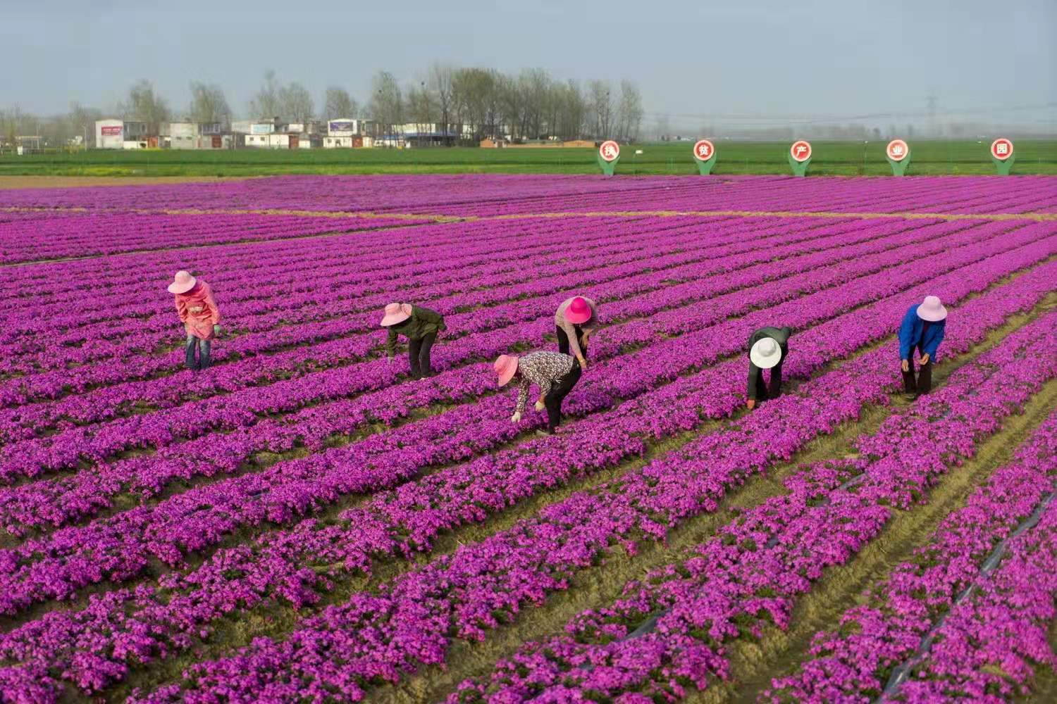 2021年3月下旬，在河南省駐馬店市遂平縣石寨鋪鎮(zhèn)的“花滿(mǎn)溪”，400畝芝櫻再次驚艷綻放，花開(kāi)如海，給人童話般的浪漫。王向陽(yáng) 攝