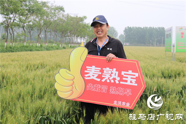 麥熟寶大增產 中原麥區(qū)論英雄 ——北沃農業(yè)2021麥熟寶觀摩會勝利召開