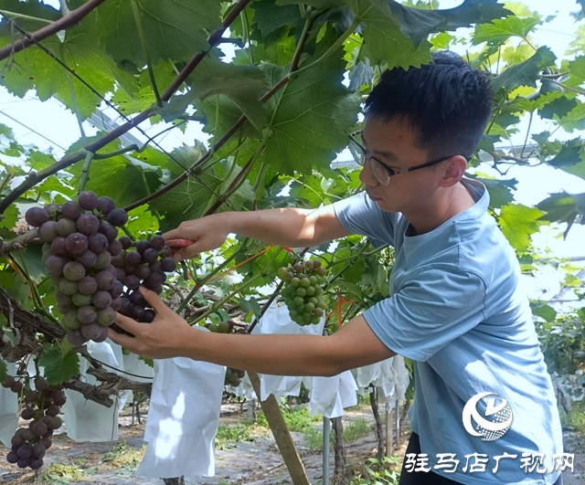 禾綠葡萄成熟“惹人醉” 清華學(xué)子體驗(yàn)“采摘樂”