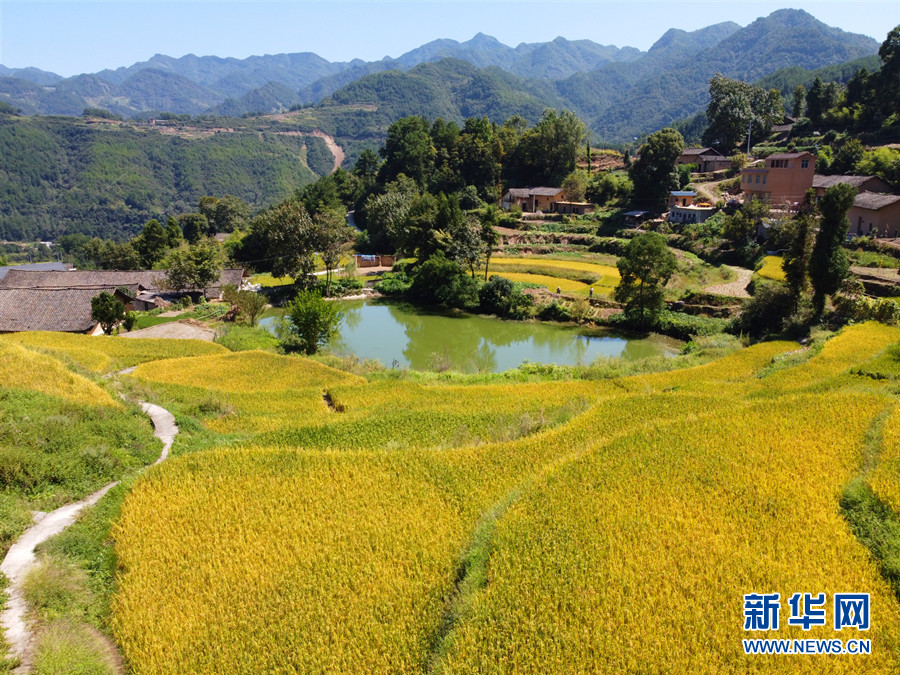 走進(jìn)鄉(xiāng)村看小康丨湖北巴東牛洞坪村：層層梯田遍地金 稻谷豐收美如畫