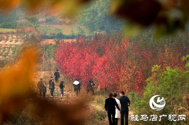 又見楓葉紅似火 駐馬店板橋鎮(zhèn)千畝歐洲楓香種植基地喜迎游客