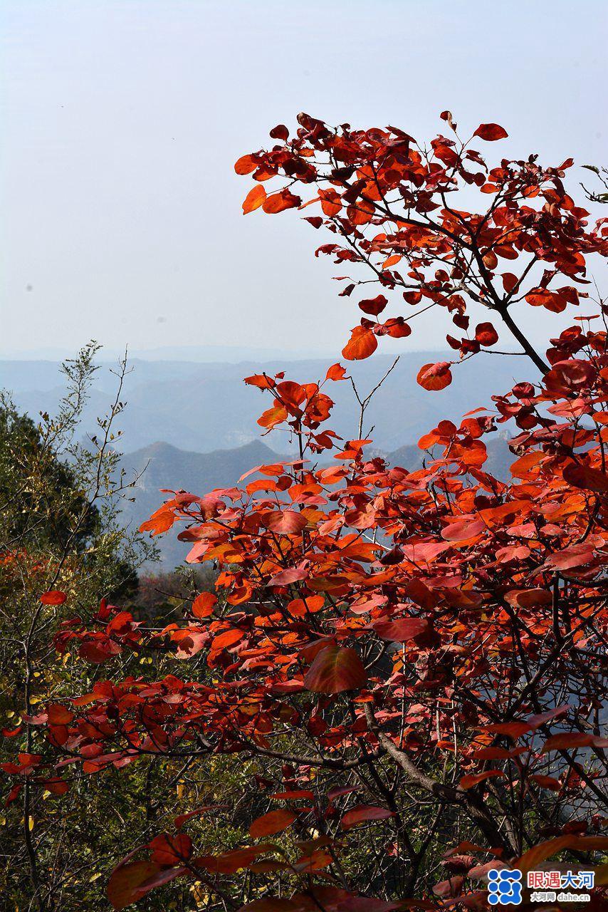 醉美紅葉秋染太行