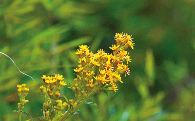 河南排查、處理數(shù)萬株“加拿大一枝黃花” 我省這種花還處萌芽期 不必恐慌