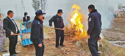 河南排查、處理數(shù)萬株“加拿大一枝黃花” 我省這種花還處萌芽期 不必恐慌