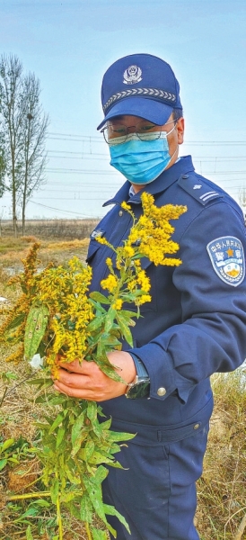 河南排查、處理數(shù)萬株“加拿大一枝黃花” 我省這種花還處萌芽期 不必恐慌