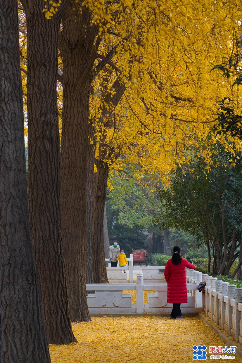 初冬銀杏美，滿樹(shù)金黃醉游人