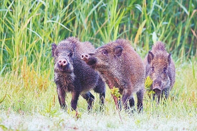 擬被“保護(hù)動(dòng)物名錄”除名 “橫行無忌”的野豬可以捕殺了？