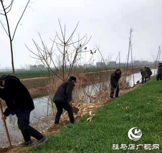 新蔡縣化莊鄉(xiāng)：植樹(shù)造林添新綠