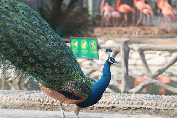 鄭州市動物園孔雀進(jìn)入最佳觀賞期 錯過再等一年