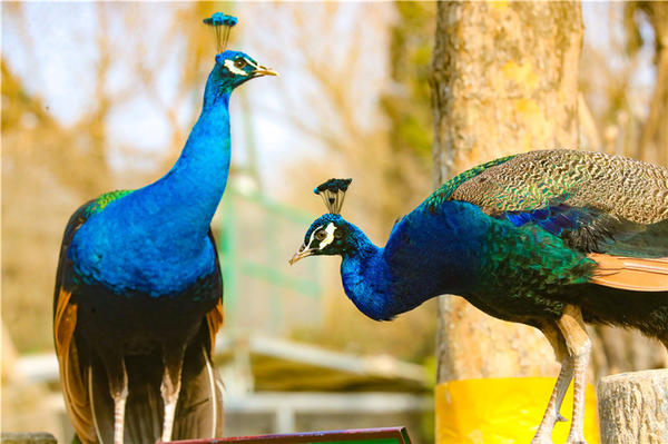 鄭州市動物園孔雀進(jìn)入最佳觀賞期 錯過再等一年