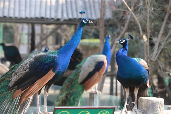 鄭州市動物園孔雀進(jìn)入最佳觀賞期 錯過再等一年